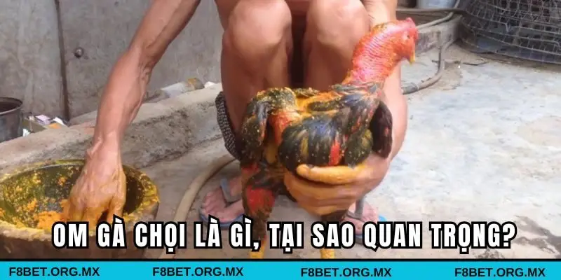 Kỹ thuật om gà chọi là gì và tại sao quan trọng?